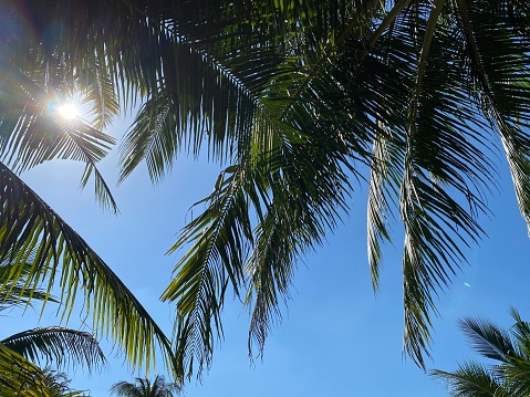 Coconut palm tree and clear blue sky in summer season.
