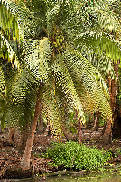 Coconut tree in Thailand stock photo