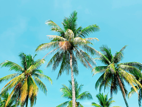 coconut tree  isolated on sky background with copy space. plam tree