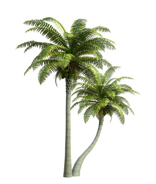 kokosboom geïsoleerd op wit,3d teruggevend - palmboom stockfoto's en -beelden