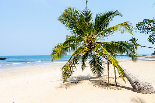 Coconut tree on the beach, tropical summer holiday destination, Nang Thong beach in Khao Lak, south of Thailand