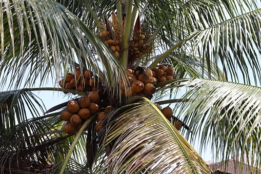 Coconut tree with yellow coconut fruits