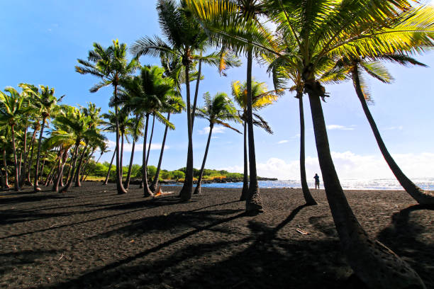 Coconut trees in Punaluu black sand beach stock photo