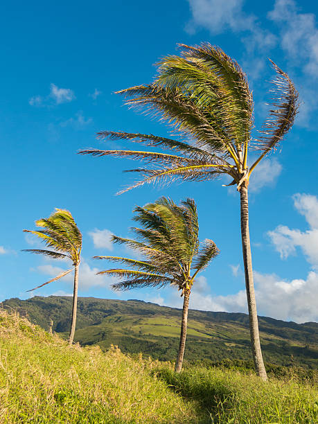Coconut Trees in Wind stock photo