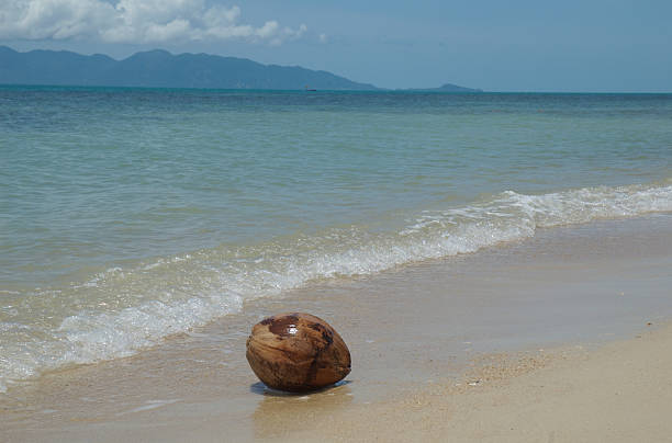 Coconut washed up stock photo