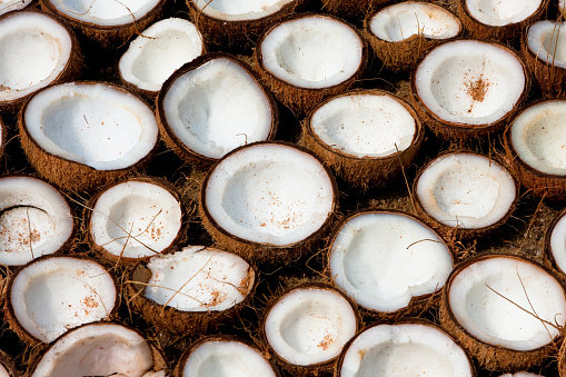 Split coconuts drying in the sun and to be used to make coconut oil, Kerala, India.