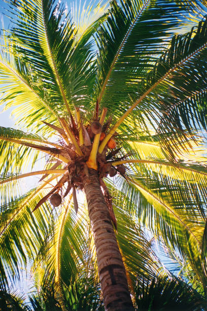 Coconuts on a palm tree. Coconut fruits are hanging on a palm tree. Bottom view against the sky. stock photo