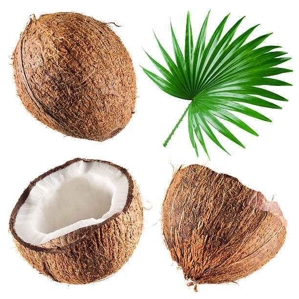 coco com folha de palmeira sobre fundo branco.  a coleção - coconut - fotografias e filmes do acervo