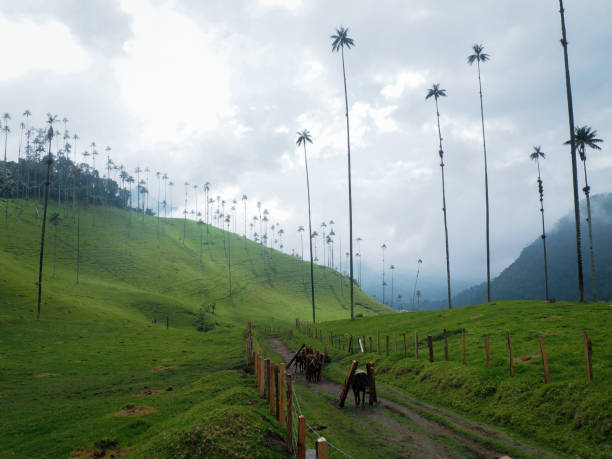 Cocora Valley with magnificent wax palms in Colombia stock photo