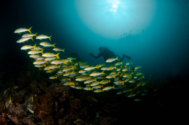 Cocos Island Diving stock photo