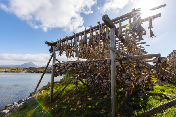 Cod fish drying on traditional wooden racks in the sun in Lofoten Islands, Norway, Europe stock photo