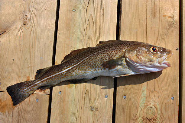 Cod on Wooden Dock stock photo