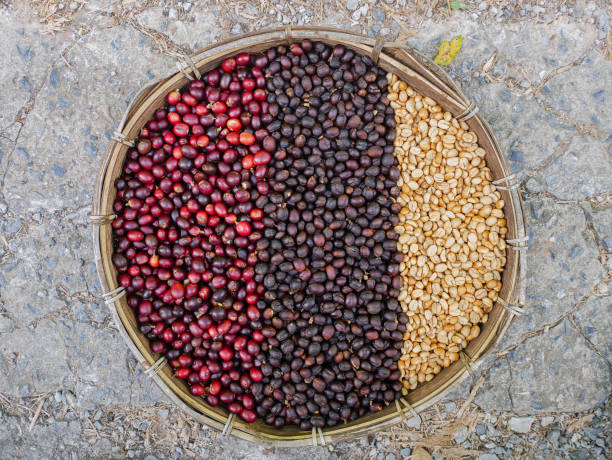 coffee beans berries drying natural process coffee beans stock photo