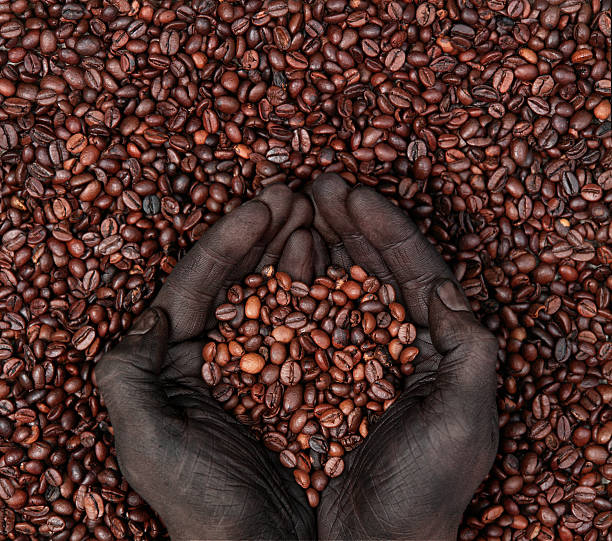 grãos de café em forma de coração e humano mão - cafe brasil imagens e fotografias de stock