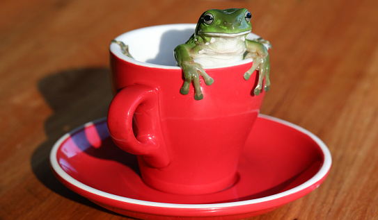 A beautiful big Australian green tree frog climbing or looking out from a bright red coffee or tea cup on a nice wooden table.