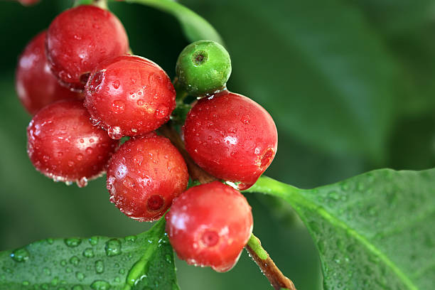 Coffee cherries at the tree stock photo