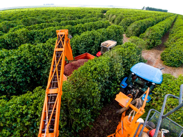 Coffee combine harvester stock photo