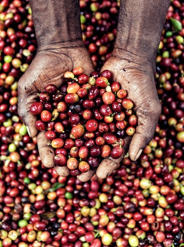 Coffee beans and farmer hands
