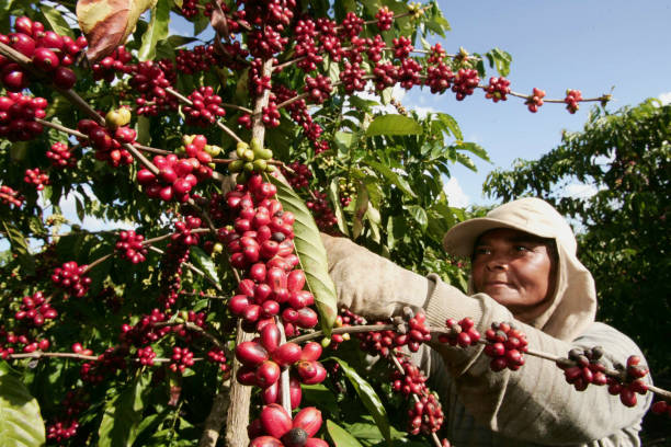 coffee harvest in southern bahia - cafe brasil imagens e fotografias de stock