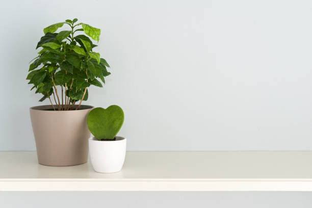 Coffee plant in flower pot and heart shaped Ho ya plant in white bowl on the shelf stock photo