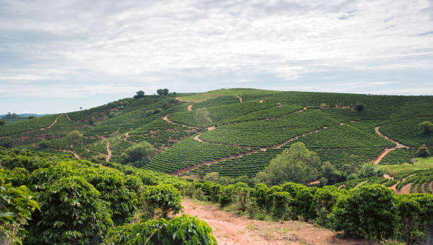 coffee plantation over 1100m in brazil - cafe brasil imagens e fotografias de stock