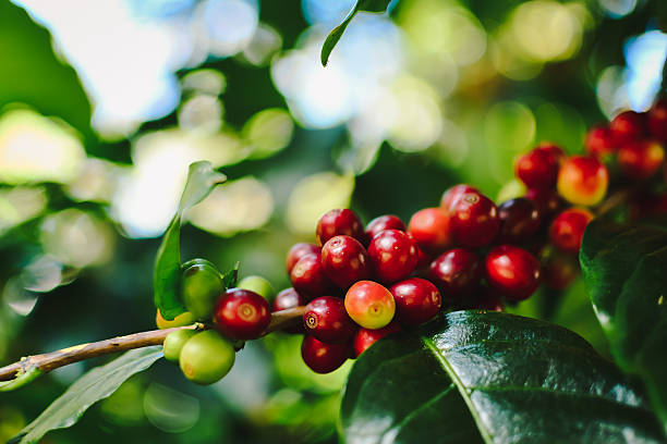 Coffee seeds on a coffee tree in Chiang rai, Thailand stock photo
