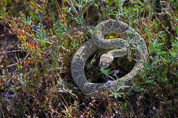 Coiled Rattlesnake stock photo