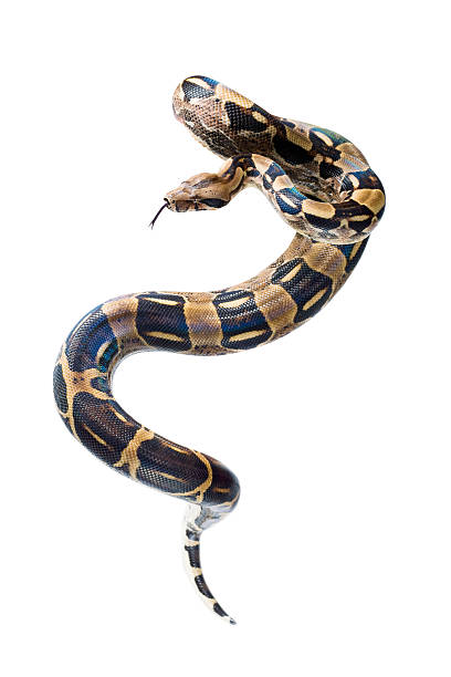 A coiling Boa constrictor snake Boa in front of a white background. Hand made clipping path included snake with its tongue out stock pictures, royalty-free photos & images