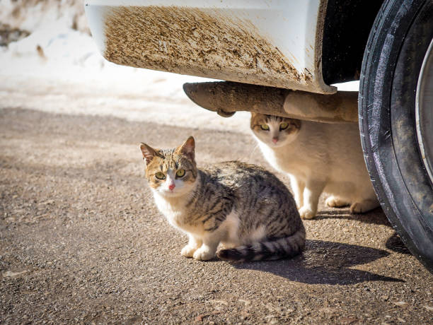 A cold winter day with snow two cats found shelter in the warmth under a car stock photo