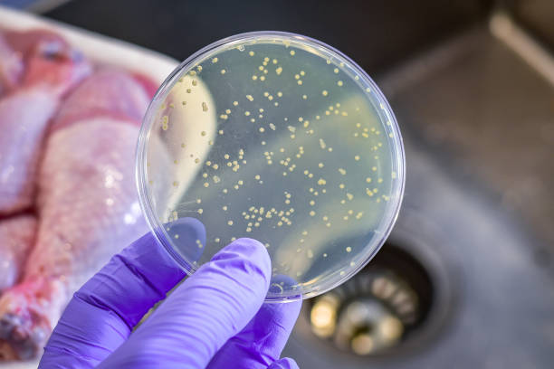 E coli and Salmonella isolated from raw meat Bacterial culture plate against fresh chicken listeria stock pictures, royalty-free photos & images