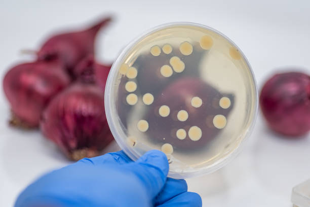 e coli, bacterias salmonella aisladas de cebolla roja y cultivadas en agar plato - listeria fotografías e imágenes de stock