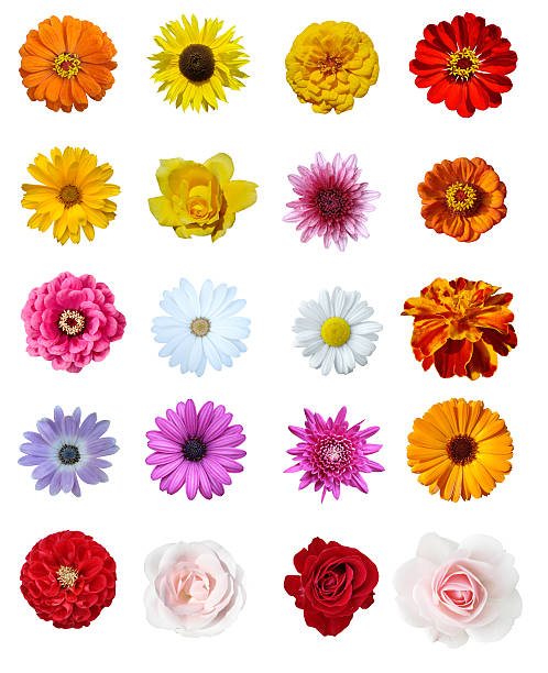 Collage flowers stock photo