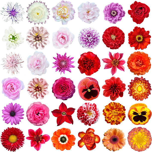 Collage flowers stock photo