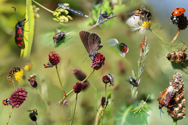 포스터로 아름 다운 다른 곤충의 합성 - 곤충 뉴스 사진 이미지