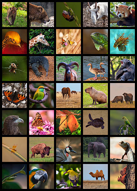 Collage of various wild animal portraits stock photo