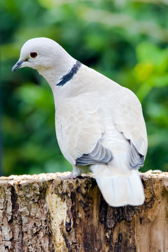 シラコバト(Streptopelia decaocto ) - ストックフォト・写真素材...
