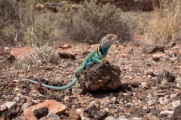 Collared Lizard at Wupatki National Monument A collared lizard stands on dried lava rock at Wupatki National Monument at Flagstaff, Arizona. flagstaff arizona stock pictures, royalty-free photos & images