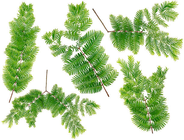 Collected Dawn Redwood leaves of macro isolated on white background stock photo