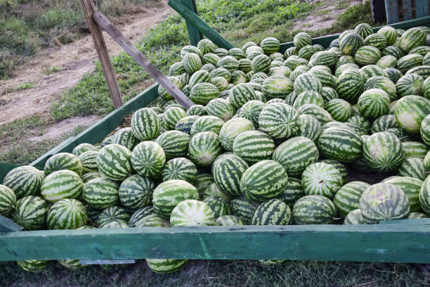 Collected in a pile of melons and watermelons Collected in a pile of melons and watermelons. Rich harvest of watermelons and dyt in a heap at the point of sale directly at the field. rottenburg am neckar stock pictures, royalty-free photos & images