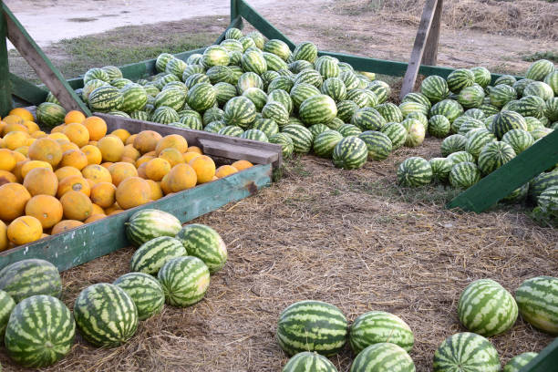 Collected in a pile of melons and watermelons Collected in a pile of melons and watermelons. Rich harvest of watermelons and dyt in a heap at the point of sale directly at the field. rottenburg am neckar stock pictures, royalty-free photos & images
