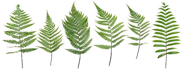 Collected Leaf fern isolated on white background stock photo