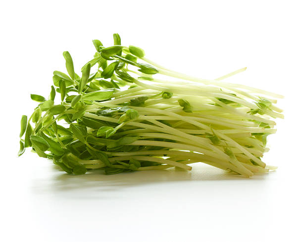 Collection freshly picked pea sprouts stock photo