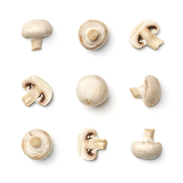 Collection of champignons isolated on white background. Set of multiple images. Part of series stock photo