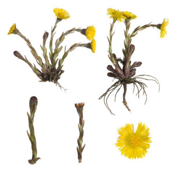 Collection of coltsfoot, Tussilago farfara isolated on white background stock photo