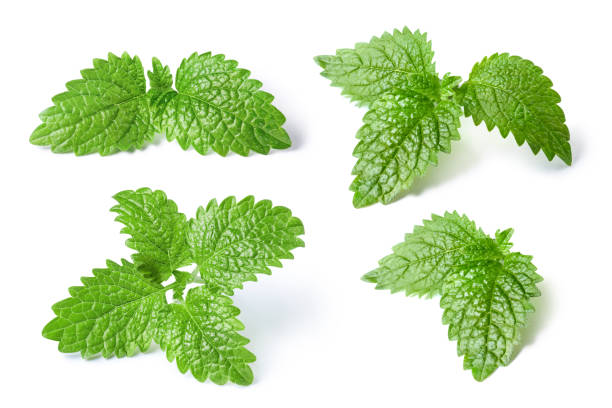 Collection of fresh mint leaves on white Collection of fresh mint leaves, isolated on white background mint leaf culinary stock pictures, royalty-free photos & images