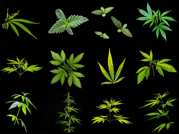 A collection of images of plants, leaves and flower of cannabis. Isolated on black background stock photo