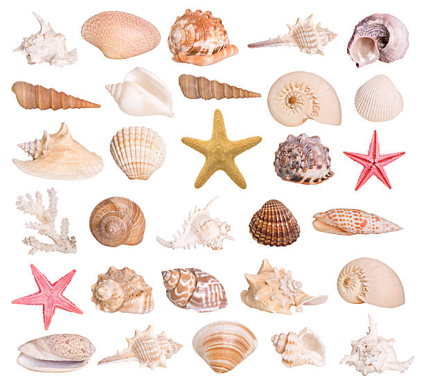 Collection of seashells Large selection of isolated seashells and a starfish. Montage.  animal shell stock pictures, royalty-free photos & images