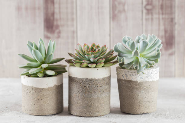 collection of succulents on a light colored table collection of succulents on a light colored table, close-up image succulent plant stock pictures, royalty-free photos & images