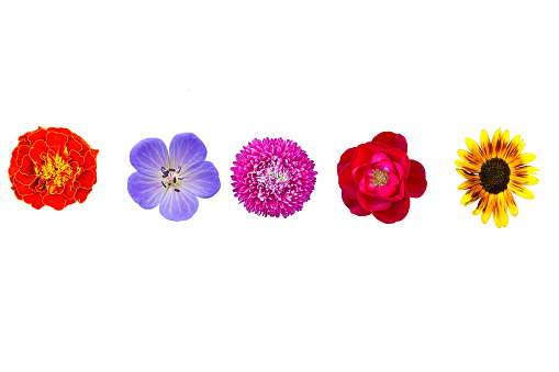 Summer collection wild and garden flowers isolated on white background. Bouquet set collage yellow sunflower, pink aster, red rose, violet meadow geranium, orange tagetes group flowerheads top view