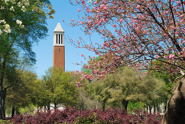 A college campus in the spring surrounded by blooming trees Flowers on campus bell tower tower stock pictures, royalty-free photos & images